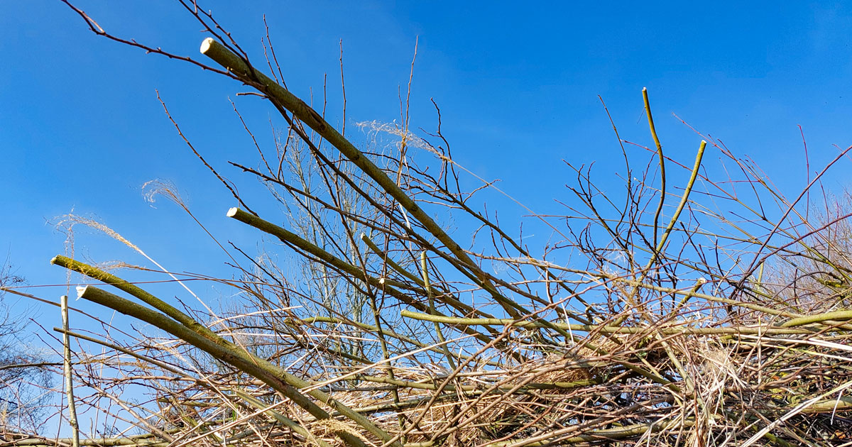 snoei_152143_1200x630 Takken en lange grasstengels tegen een blauwe lucht